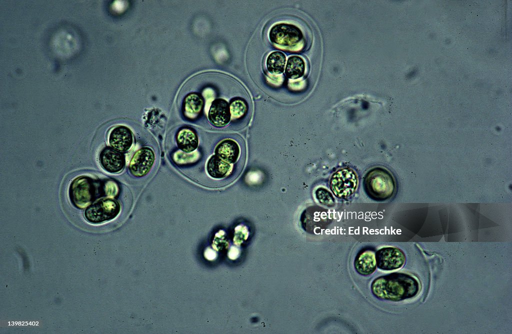 BLUE-GREEN ALGAE (LIVING). GLOEOCAPSA. CYANOBACTERIA. NITROGEN FIXING. UNICELLULAR CELLS ENCLOSED IN LAYERS. 250X H