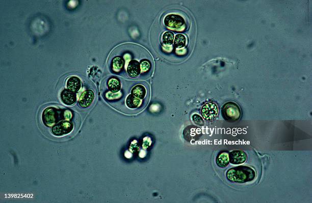 blue-green algae (living). gloeocapsa. cyanobacteria. nitrogen fixing. unicellular cells enclosed in layers. 250x h - microbio foto e immagini stock