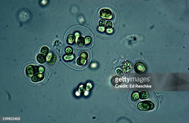 blue-green algae (living). gloeocapsa. cyanobacteria. nitrogen fixing. unicellular cells enclosed in layers. 250x h - bacterium stock pictures, royalty-free photos & images