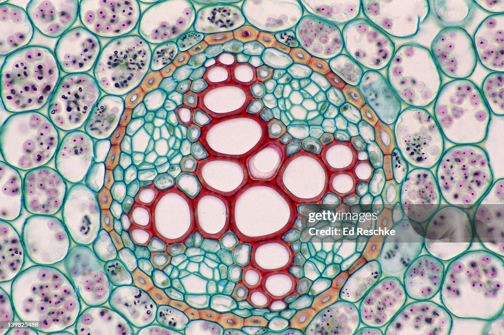 BUTTERCUP. RANUNCULUS. ROOT CROSS SECTION. SHOWS XYLEM, PHLOEM, STELE, STARCH GERMS & PARENCHYMA. 100X H