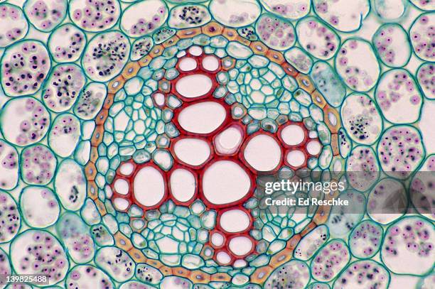 buttercup. ranunculus. root cross section. shows xylem, phloem, stele, starch germs & parenchyma. 100x h - ranunculus bildbanksfoton och bilder