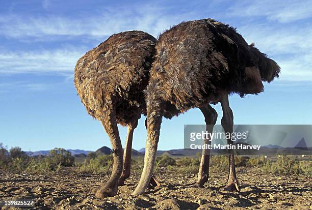 staged scene of two female ostriches, struthio camelus. burying head in sand. distributed thru africa to arabia. - ostrich ストックフォトと画像