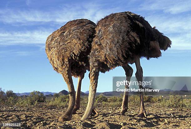 staged scene of two female ostriches, struthio camelus. burying head in sand. distributed thru africa to arabia. - ostrich 個照片及圖片檔