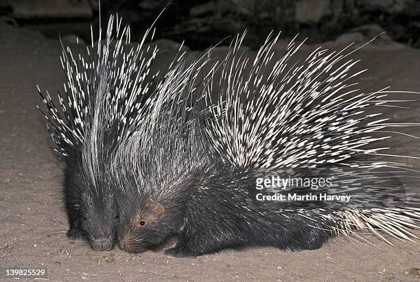 cape porcupines. hystrix africaeaustralis. africa s largest rodent. namibia. africa. - porcupine stockfoto's en -beelden