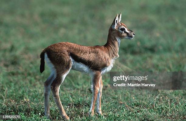thomson s gazelle lamb, gazella thomsoni, east africa. - grass grazer stock pictures, royalty-free photos & images