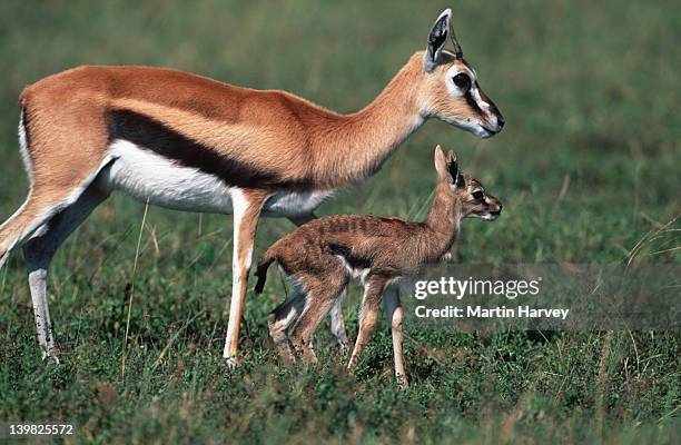 thomson s gazelle, gazella thomsoni, with lamb, east africa. - grass grazer stock pictures, royalty-free photos & images