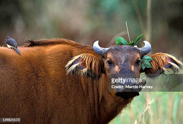 forest buffalo. syncerus caffer nanus. gabon. ind. dist. west & central africa forests. - gabon stock pictures, royalty-free photos & images