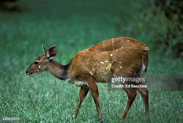 female bushbuck, tragelaphus scriptus. secretive woodland antelope. masai mara. kenya. africa - grass grazer stock pictures, royalty-free photos & images