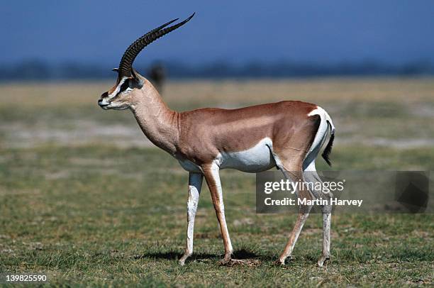 grants gazelle, gazella granti, masai mara national park, kenya, east africa. - grass grazer stock pictures, royalty-free photos & images