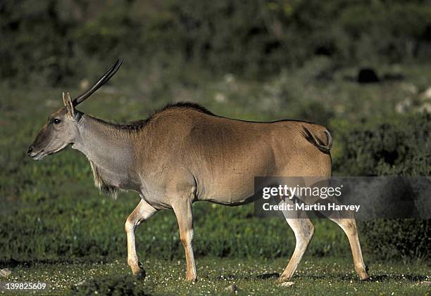 eland, taurotragus oryx, de hoop nature reserve, south africa - grass grazer stock pictures, royalty-free photos & images