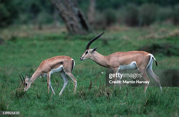 two grant s gazelles, gazella granti, maasai mara national park, kenya east africa. - grass grazer stock pictures, royalty-free photos & images
