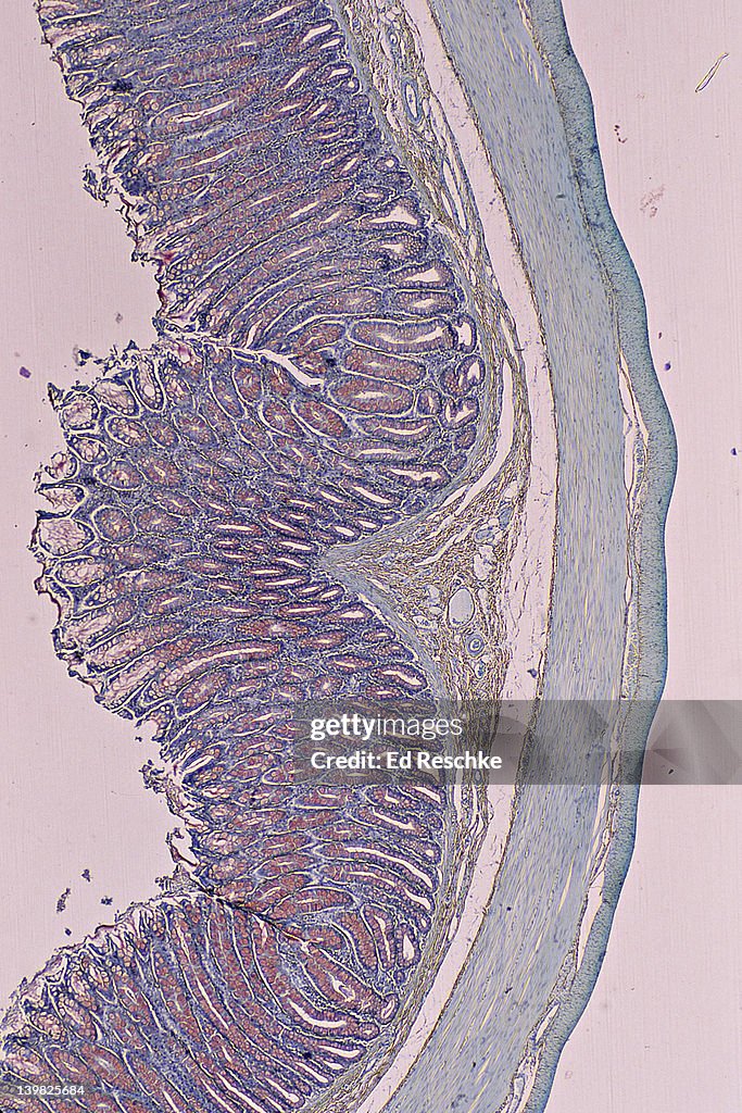 LARGE INTESTINE (COLON), LAYERS (OR TUNICS), 10X. Shows: mucosa, submucosa, muscularis (smooth muscle - longitudinal and circular layers), serosa, goblet cells (red).