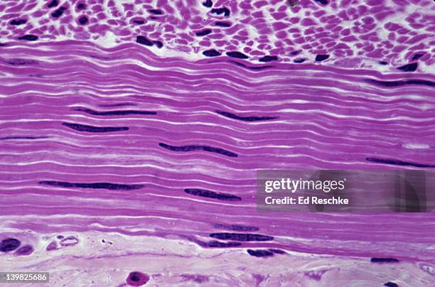 smooth muscle. small intestine (jejunum), circular muscle layer, 250x shows: smooth muscle fibers (cells), and elongate nuclei. nonstriated, involuntary muscle. - smooth muscle microscope stock pictures, royalty-free photos & images