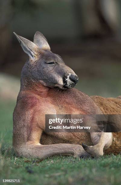 red kangaroo, portrait. macropus rufus. kangaroo resting on side. australia. - kangaroo stock pictures, royalty-free photos & images