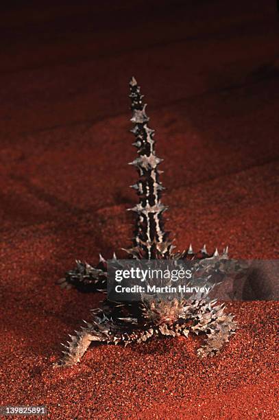 thorny devil lizard, moloch horridus. australia - diabo espinhoso imagens e fotografias de stock