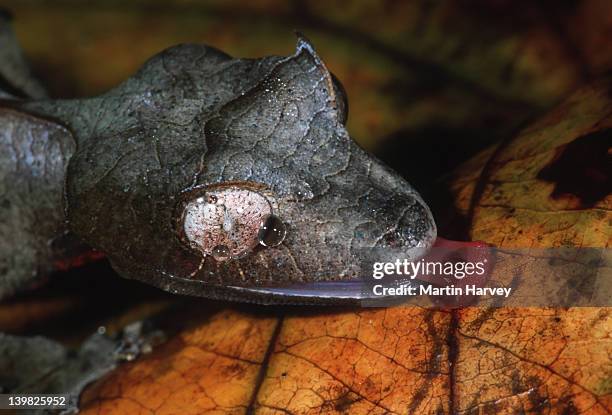 leaf-tailed gecko uroplatus phantasticus uses tongue to lap up moisture from leaves madagascar â© m. harvey ma_gec_p_005 - uroplatus phantasticus ストックフォトと画像