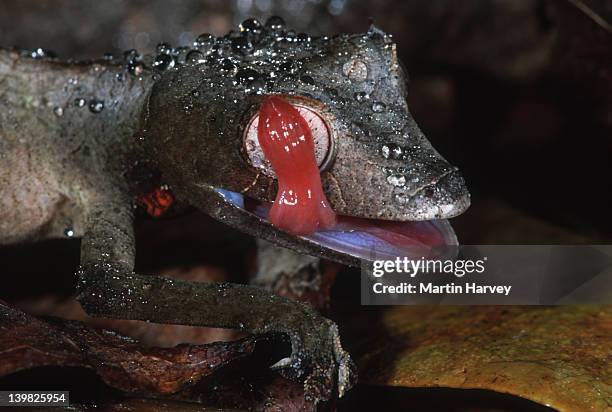 leaf-tailed gecko uroplatus phantasticus uses tongue to lap up moisture from leaves madagascar â© m. harvey ma_gec_p_006 - uroplatus phantasticus ストックフォトと画像