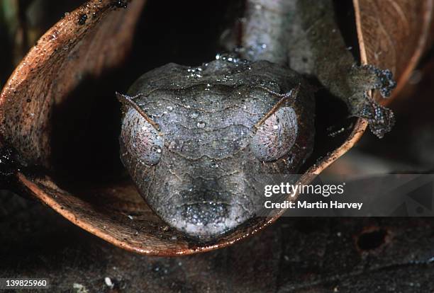 leaf-tailed gecko uroplatus phantasticus camouflaged to resemble dry leaves madagascar â© m. harvey ma_gec_p_002 - uroplatus phantasticus ストックフォトと画像