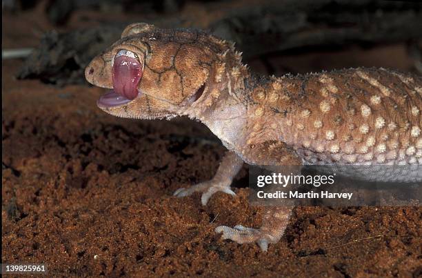 rough knob-tailed gecko. cleaning eye with tongue. nephrurus amyae. australia. - australian gecko stock pictures, royalty-free photos & images