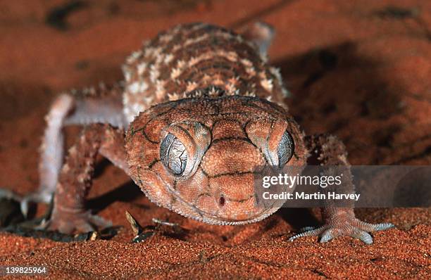 rough knob-tailed gecko, nephrurus amyae. head on view. large terrestrial gecko. australia - australian gecko stock pictures, royalty-free photos & images