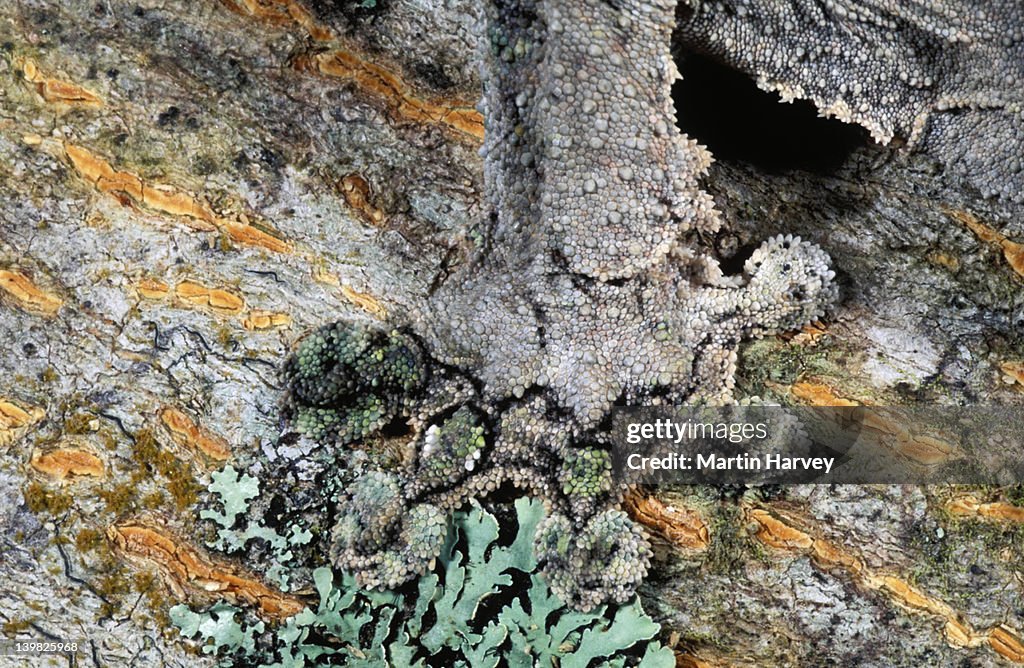 Fringed gecko Uroplatus henkeli Foot adapted for camouflage Madagascar Northern Madagascar © M. Harvey MA_GEC_H_003