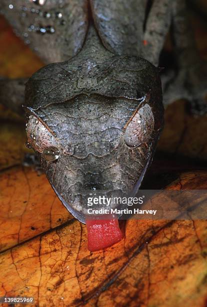 leaf-tailed gecko uroplatus phantasticus uses tongue to lap up moisture from leaves madagascar â© m. harvey ma_gec_p_003 - uroplatus phantasticus ストックフォトと画像