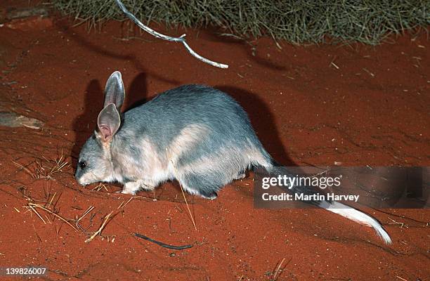 Rabbit Qld 94 Wild Rabbit Australia Stock Photos, High-Res Pictures, and Images ...
