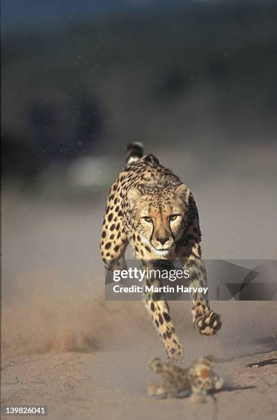 cheetah running. acinonyx jubatus. chasing stuffed animal toy. endangered. africa. - cheetah running stock pictures, royalty-free photos & images