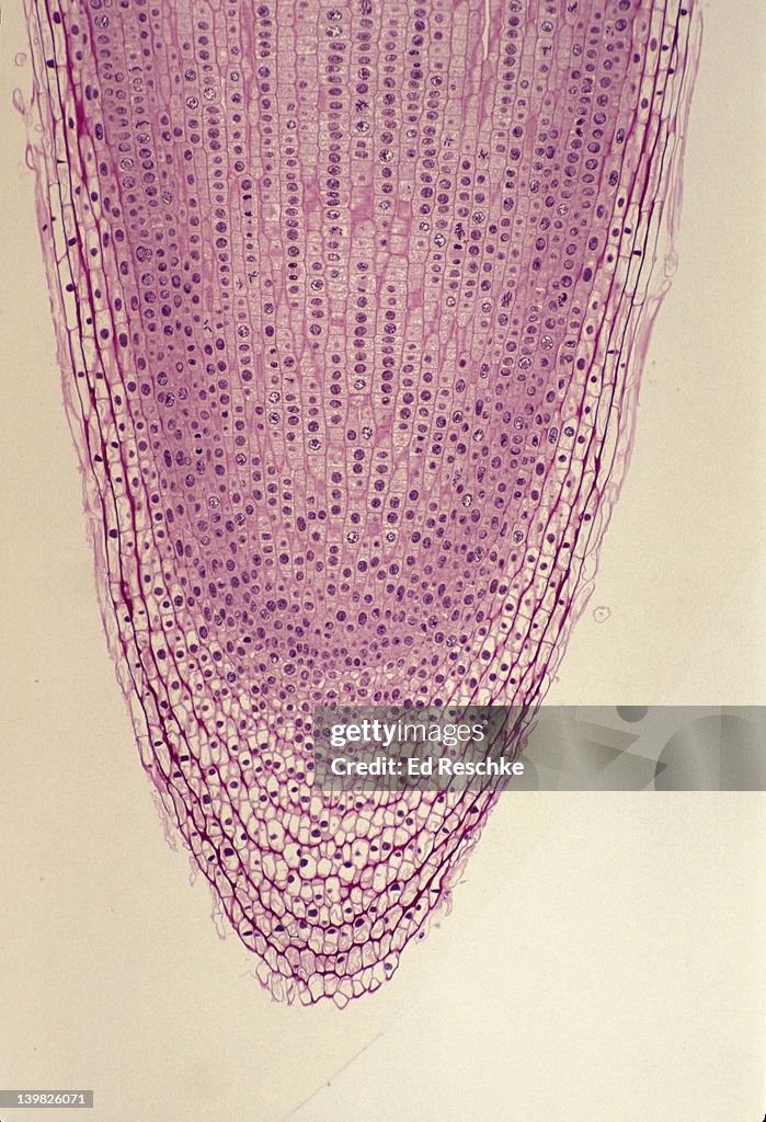 ONION ROOT TIP. SHOWS ROOT CAP, APICAL MERISTEM, ZONE OF CELL DIVISION & MANY STAGES OF MITOSIS. 25X