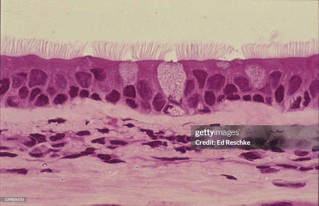 Photomicrograph of pseudostratified ciliated columnar epithelium of the trachea with goblet cells; 100X.
