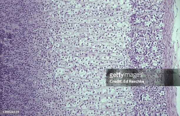 photomicrograph of adrenal cortex showing 3 zones: zona glomerulosa, zona reticularis and zona fasciculata; 50x - fasciculata stock pictures, royalty-free photos & images