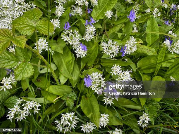 bluebells and wild garlic - blue flower fotografías e imágenes de stock