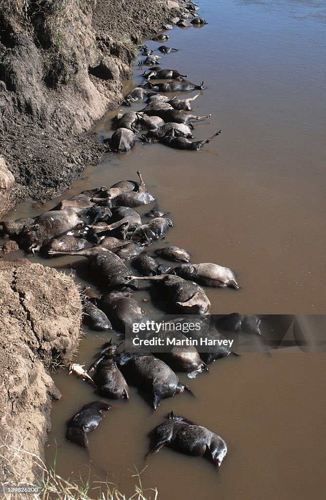 Dead blue wildebeests, Connochaetes taurinus, at migration crossing point. Maasai Mara National Park, Kenya, Southern & East Africa.