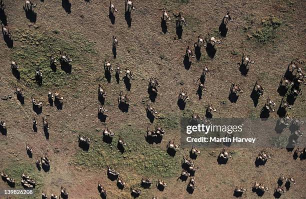 aerial view of blue wildebeest migration, connochaetes taurinus, maasai mara national park, kenya, southern & east africa. - grass grazer stock pictures, royalty-free photos & images