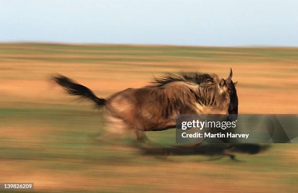 blue wildebeest, connochaetes taurinus, running. maasai mara national park, kenya, southern & east africa. - grass grazer stock pictures, royalty-free photos & images