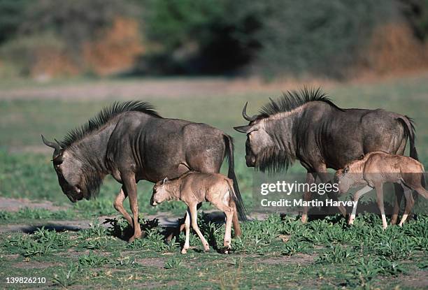 mothers with young blue wildebeests, connochaetes taurinus, okovango delta, botswana, southern & east africa. - grass grazer stock pictures, royalty-free photos & images