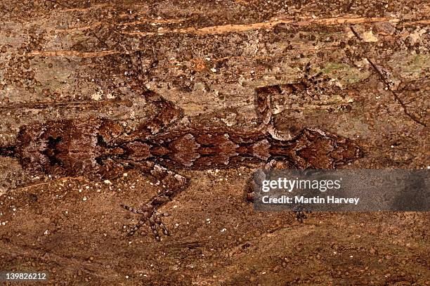 northern leaf-tailed gecko. phyllurus cornutus. camouflaged. tropical rainforests. australia. - australian gecko stock pictures, royalty-free photos & images