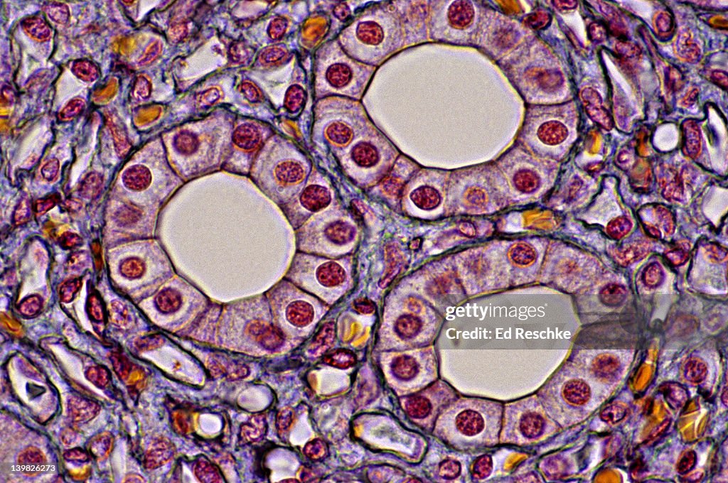 SIMPLE CUBOIDAL EPITHELIUM. Kidney Tubules (Collecting ducts) in cross section, 250X. Shows: cuboidal epithelium, lumens, basement membranes, supporting connective tissue
