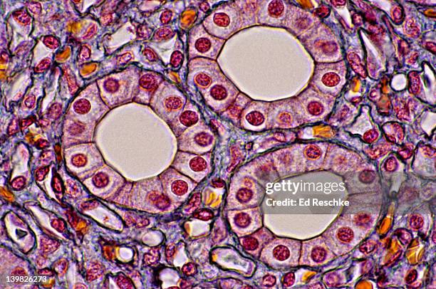 simple cuboidal epithelium. kidney tubules (collecting ducts) in cross section, 250x. shows: cuboidal epithelium, lumens, basement membranes, supporting connective tissue - cuboidal epithelium stock pictures, royalty-free photos & images