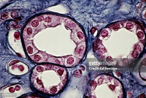 simple cuboidal epithelium (kidney tubules, cross sections) 250x shows: cuboidal epithelium, lumens, basement membranes, supporting connective tissue, collecting ducts - cuboidal epithelium stock pictures, royalty-free photos & images