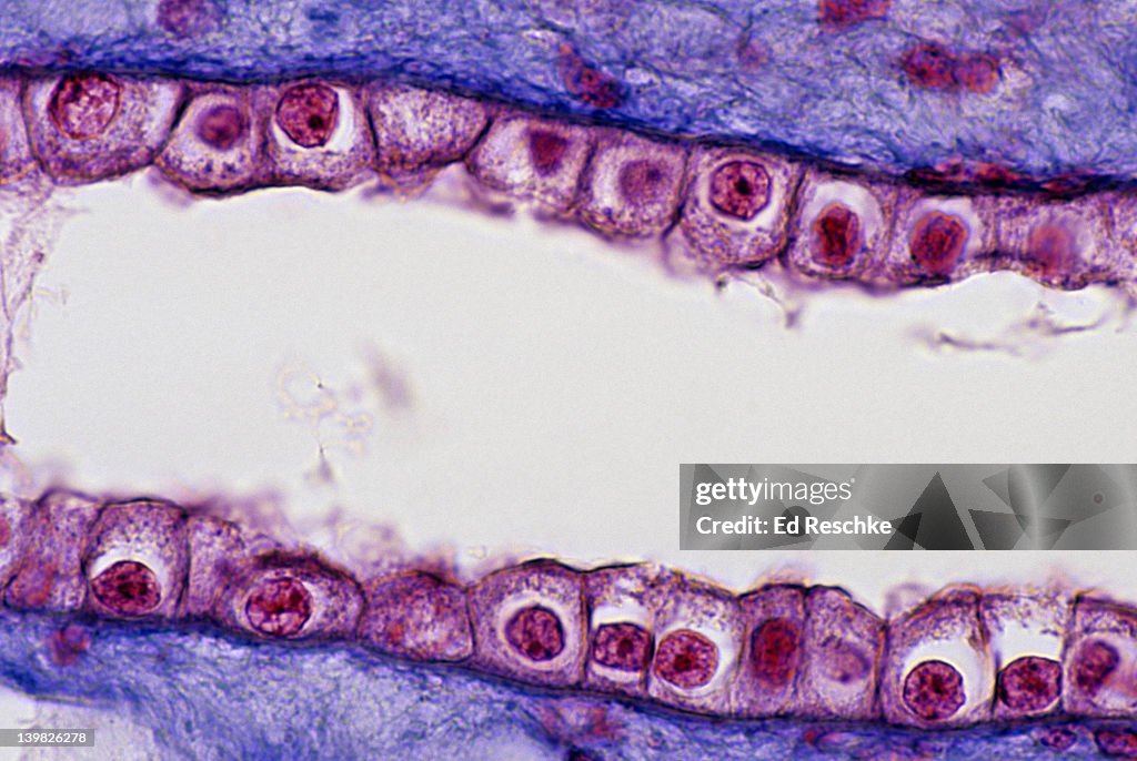 SIMPLE CUBOIDAL EPITHELIUM. Kidney Tubule (Collecting Duct), longitudinal section, 250X Shows: cuboidal epithelium, lumen, basement membrane, supporting connective tissue