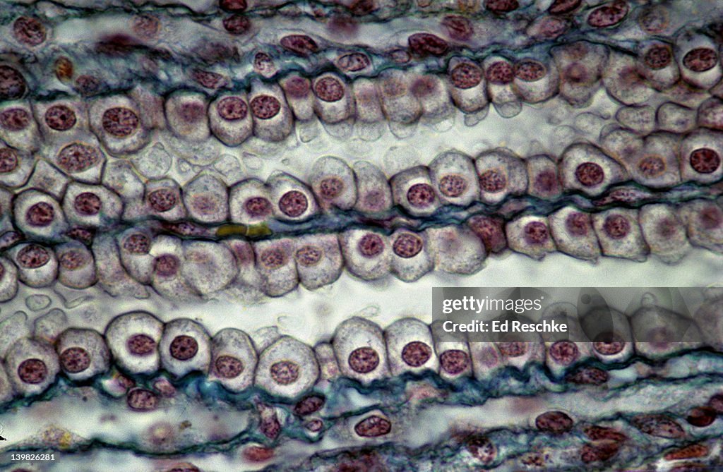 SIMPLE CUBOIDAL EPITHELIUM. Kidney Tubules (longitudinal sections) 250X. Shows: simple cuboidal epithelium, lumens, connective tissue (blue)