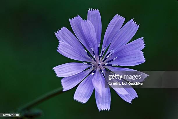 chicory, cichorium intybus, michigan. roots are roasted & ground as coffee substitute or additive. flower lasts one day. - chicorée stock-fotos und bilder