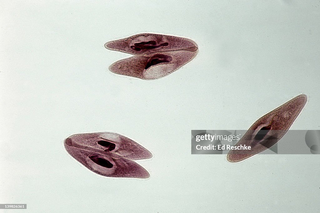 PARAMECIUM MULTIMICRONUCLEATUM IN CONJUGATION. 50X