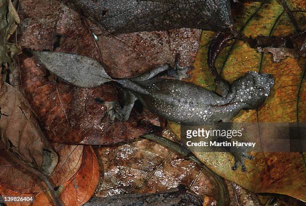 leaf-tailed gecko uroplatus phantasticus camouflaged to resemble dry leaves madagascar â© m. harvey ma_gec_p_007 - uroplatus fimbriatus stock-fotos und bilder