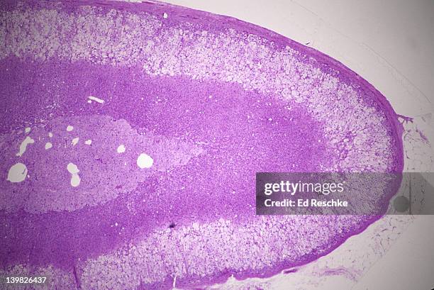 adrenal gland. cortex and medulla 10x (si) sim to 97743 - sistema endocrino fotografías e imágenes de stock