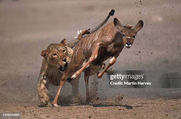 lioness attacking and killing kudu. etosha national park. namibia. - lion attack 個照片及圖片檔