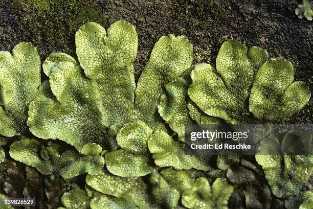 gametophytes liverwort (marchanta). dichotomous branching. h - prothallium stock pictures, royalty-free photos & images
