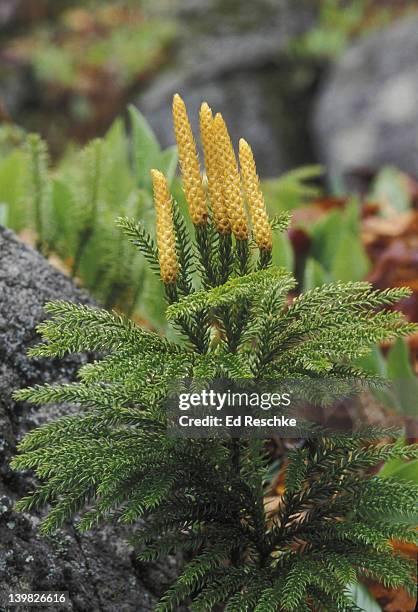 tree clubmoss. lycopodium obscurum. aka ground pine. spore producing plant cones or strobili producing spores. - lycopodiaceae stock pictures, royalty-free photos & images