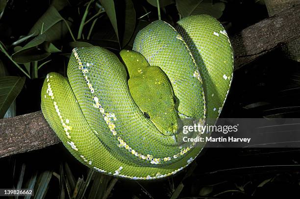 46 Snake Constricting Stock Photos, High-Res Pictures, and Images ...